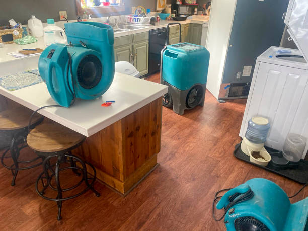 Best Mold removal after water damage  in Weston, OH